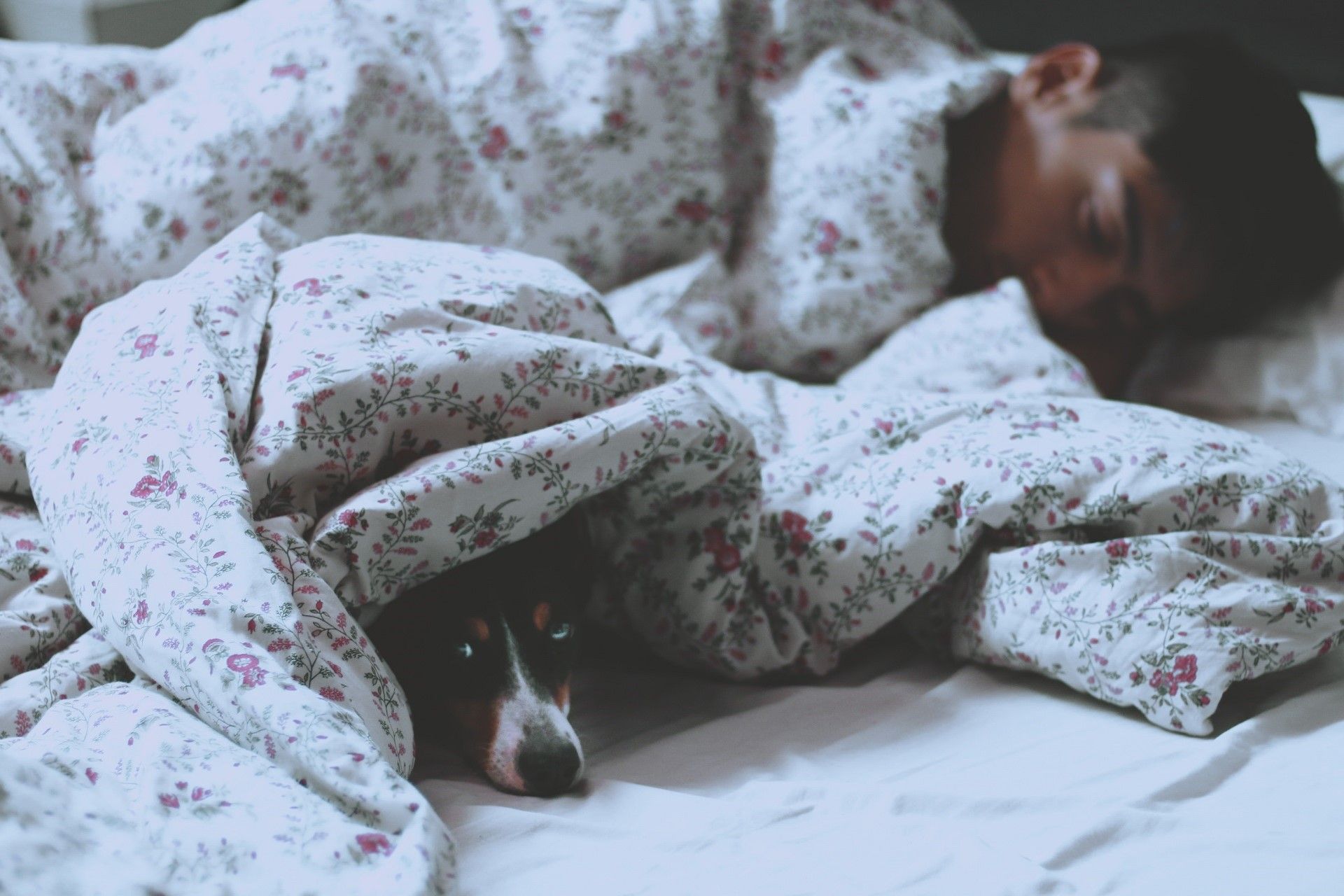 Neben den Schlafstörern Stress, Schnarchen und Alkohol können auch Wärme, Haustiere und Gerüche für schlechten Schlaf sorgen.